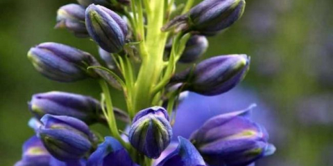 Květiny delphinium: pravidla pro výsadbu v zemi, způsoby reprodukce, vlastnosti péče a zalévání, léčba nemocí, dekorativní vlastnosti